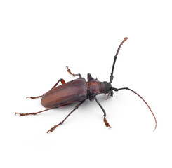 Species of longhorn beetles beetles. Weaver Beetle Beetle isolat