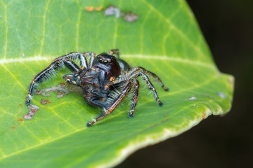 Jumping Spider / Jumping Spider with prey