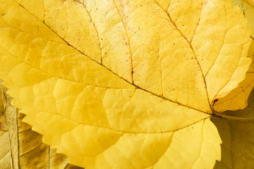 Naklejka na ściany i meble Autumn Mulberry Leaves