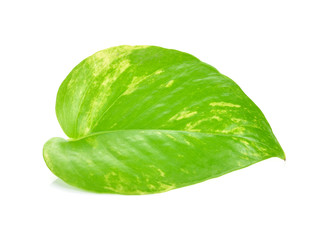 Pothos leaf isolated on white background