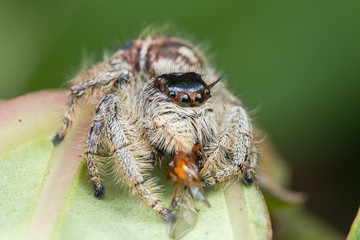 Jumping Spider / Jumping Spider with prey