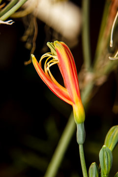 Closeup red eucrosia bicolor flower
