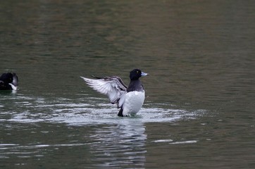 Tufted duck
