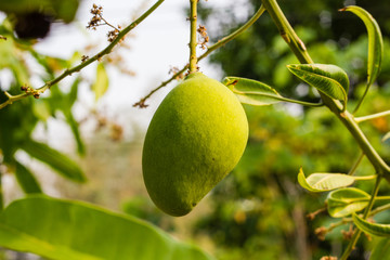 green mango on tree