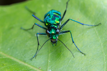 Tiger Beetle, Close-up on Tiger beetle , Tiger beetle hanging on branches