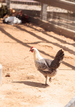 Black, buff, brown, and white chickens on a farm outside a chicken coop pecking and foraging for food.