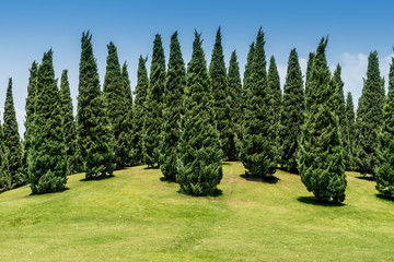 Fototapeta na wymiar Pine trees
