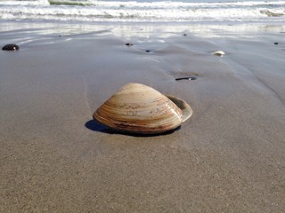 clam shell in the sand 