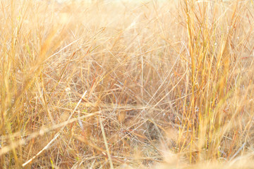 grass field  during sunset