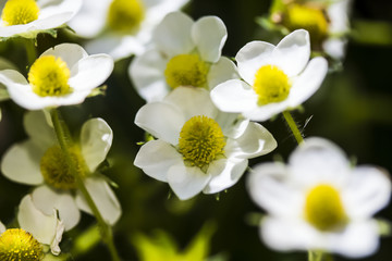 a group of white blossoming strawberry flowers