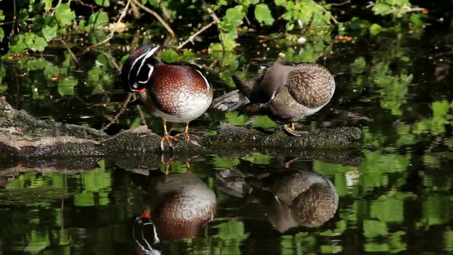 High definition movie of a pair of wood ducks preening themselves and resting on a log in a pond with water reflection in Crystal Spring Rhododendron Garden 1920x1080 hd