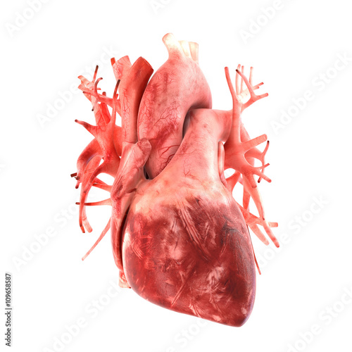 3d Human Heart Model Free Download