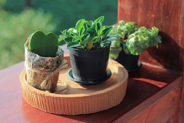 small plant and earthenware