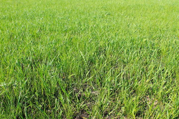 Green grass background 