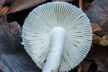 Close-Up of mushroom / mushrooms isolated on white background / mushrooms isolated on black background / fungi / Single Fungi