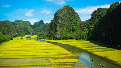 Rice fields on NgoDong river in Ninhbinh, Vietnam