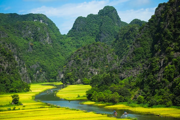 Rice fields on NgoDong river in Ninhbinh, Vietnam