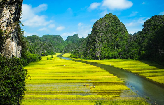 Rice fields on NgoDong river in Ninhbinh, Vietnam