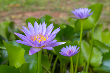 Fototapeta premium Purple lotus focus, blurred.