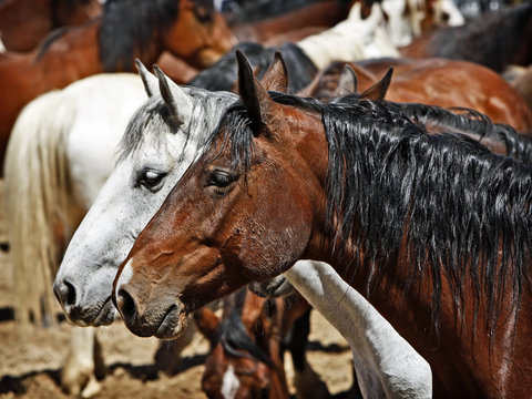 A pair of horses stand together in a full corral - focus point on the foreground horse head.