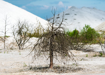 Lonely bush on contaminated land.