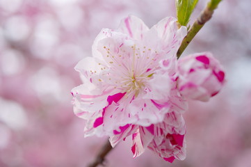 Obraz premium 絞り咲きの花桃（クローズアップ）