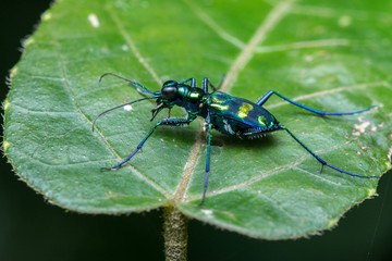 Tiger Beetle , Tiger beetle on leaf , Close-Up of Tiger Beetle