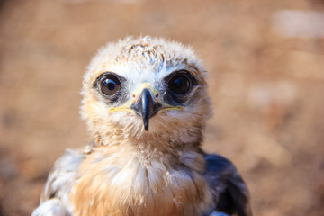 Obraz premium Portrait of a young falcon