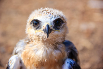 Portrait of a young falcon