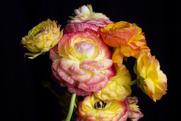 Peonias