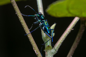 Tiger Beetle, Close-up on Tiger beetle , Tiger beetle hanging on branches / Tiger beetle on leaf