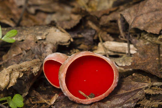 Sarcoscypha coccinea, Peziza scarlet, on ground with dry leaves and moss macro, selective focus, shallow DOF