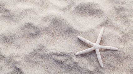 Fototapeta na wymiar Sea shells,starfish and crab on beach sand for summer and beach