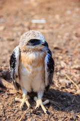 young falcon bird