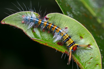 Macro Shot of Beautiful Caterpillar