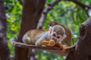 Naklejka na ściany i meble Little squirrel monkey eating on the plank in tee in zoo.