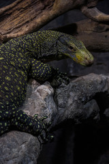 Fototapeta premium Black and yellow Monitor Lizard, Komodo Dragon