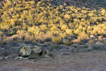 A pair of black maned lions at sunset in South Africa