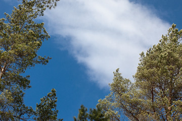 blue coudy sky over a pine trees