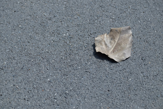 Dry leaves on the asphalt road