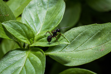black ant