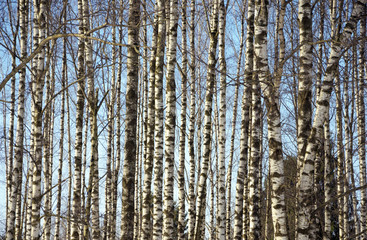 Fototapeta premium Trunks of birch trees
