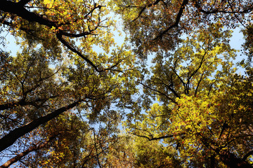 Autumn background with yellow leaves on the trees, blurred