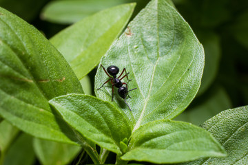 black ant