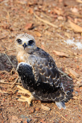 young falcon bird