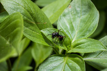 black ant