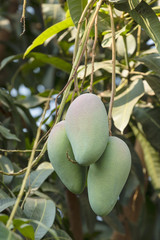 Mango on tree