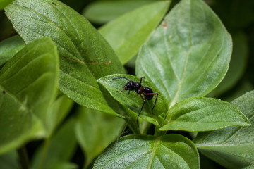 Naklejka premium black ant