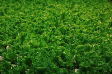 texture of green leaf lettuce agribusiness