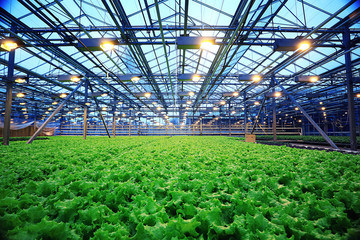 agribusiness greenhouse seedling spring